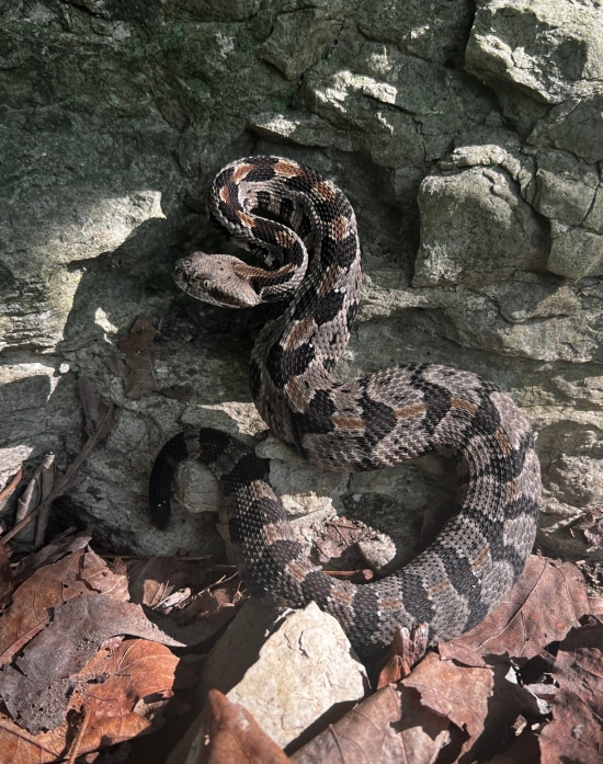 Timber Rattlesnake
